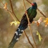 Dudkovec stromovy - Phoeniculus purpureus - Green Woodhoopoe o2775